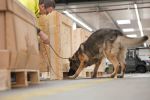 Luftfracht-Überprüfung durch eigene Spürhunde am Fraport