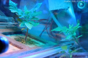 Tomaten im Weltraumgewächshaus