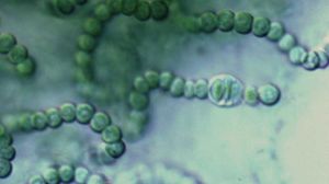 Progress-Rakete befördert Blaualgen und Biofilme für DLR-Experimente ins All