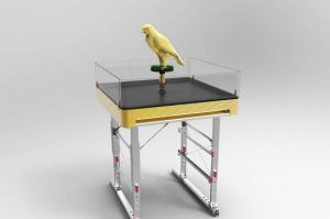 Wie der Falke richtig im Flugzeug fliegt