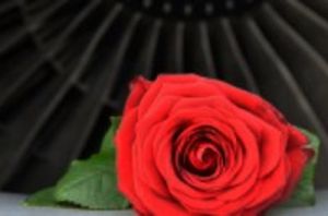 Rosen im Flugzeug-Bauch: Lufthansa-Maschinen für den Valentinstag