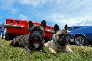 Oldtimerfestival bot Spektakel am Boden und in der Luft