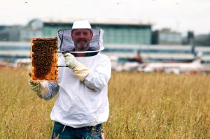 Bienen-Biomonitoring am Flughafen Hamburg: Honig einwandfrei