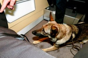 Spürhunde gegen Bettwanzen: Ausbildung am Flughafen Frankfurt