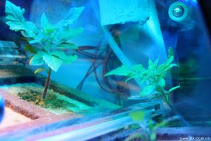 Eu:CROPIS: Wie ein Gewächshaus im All funktionieren kann