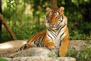 Asiatische Tiger per Luftfracht auf Reisen nach Asien