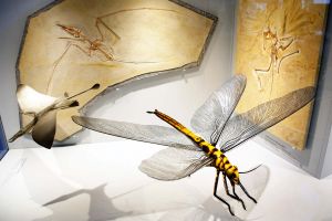 Naturausstellung zur Evolution des Fluges am Fraport