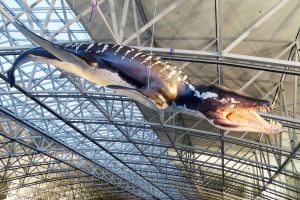 Naturausstellung zur Evolution des Fluges am Fraport